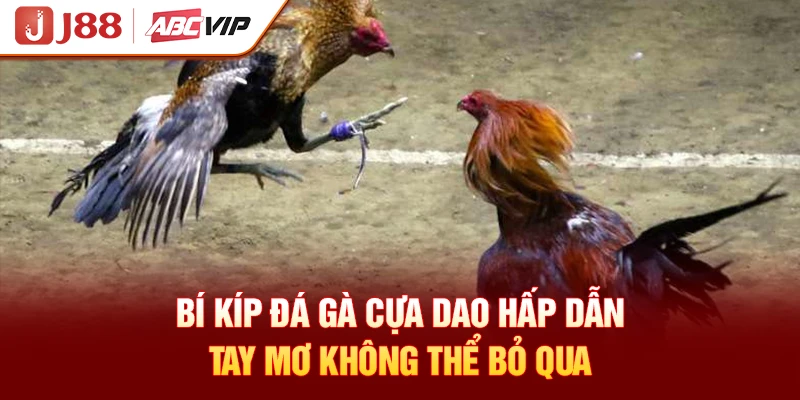 Bí kíp đá gà cựa dao hấp dẫn tay mơ không thể bỏ qua