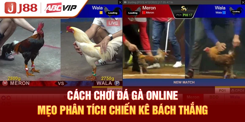 Cách Chơi Đá Gà Online - Mẹo Phân Tích Chiến Kê Bách Thắng