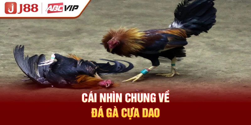 Cái nhìn chung về đá gà cựa dao