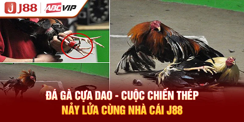 Đá Gà Cựa Dao - Cuộc Chiến Thép Nảy Lửa Cùng Nhà Cái J88