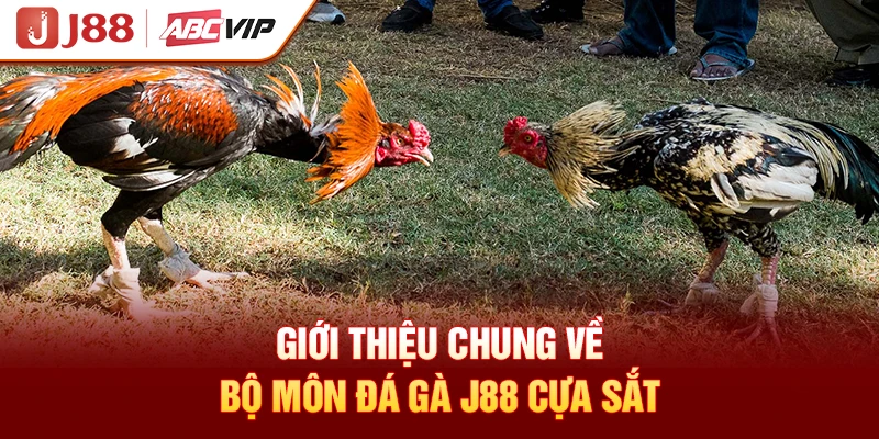 Giới thiệu chung về bộ môn đá gà J88 cựa sắt