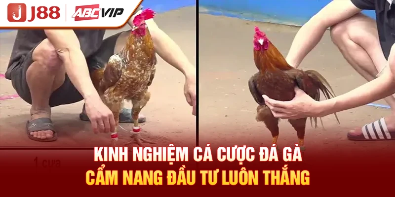 Kinh Nghiệm Cá Cược Đá Gà - Cẩm Nang Đầu Tư Luôn Thắng