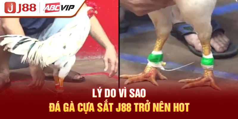 Lý do vì sao đá gà cựa sắt J88 trở nên hot