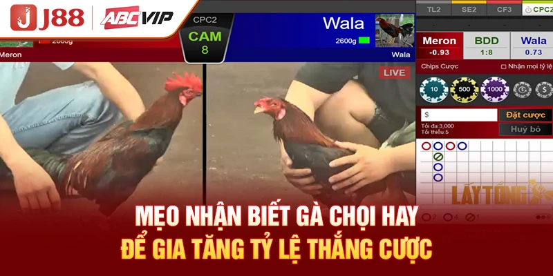 Mẹo nhận biết gà chọi hay để gia tăng tỷ lệ thắng cược