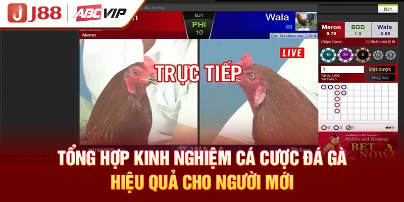Tổng hợp kinh nghiệm cá cược đá gà hiệu quả cho người mới